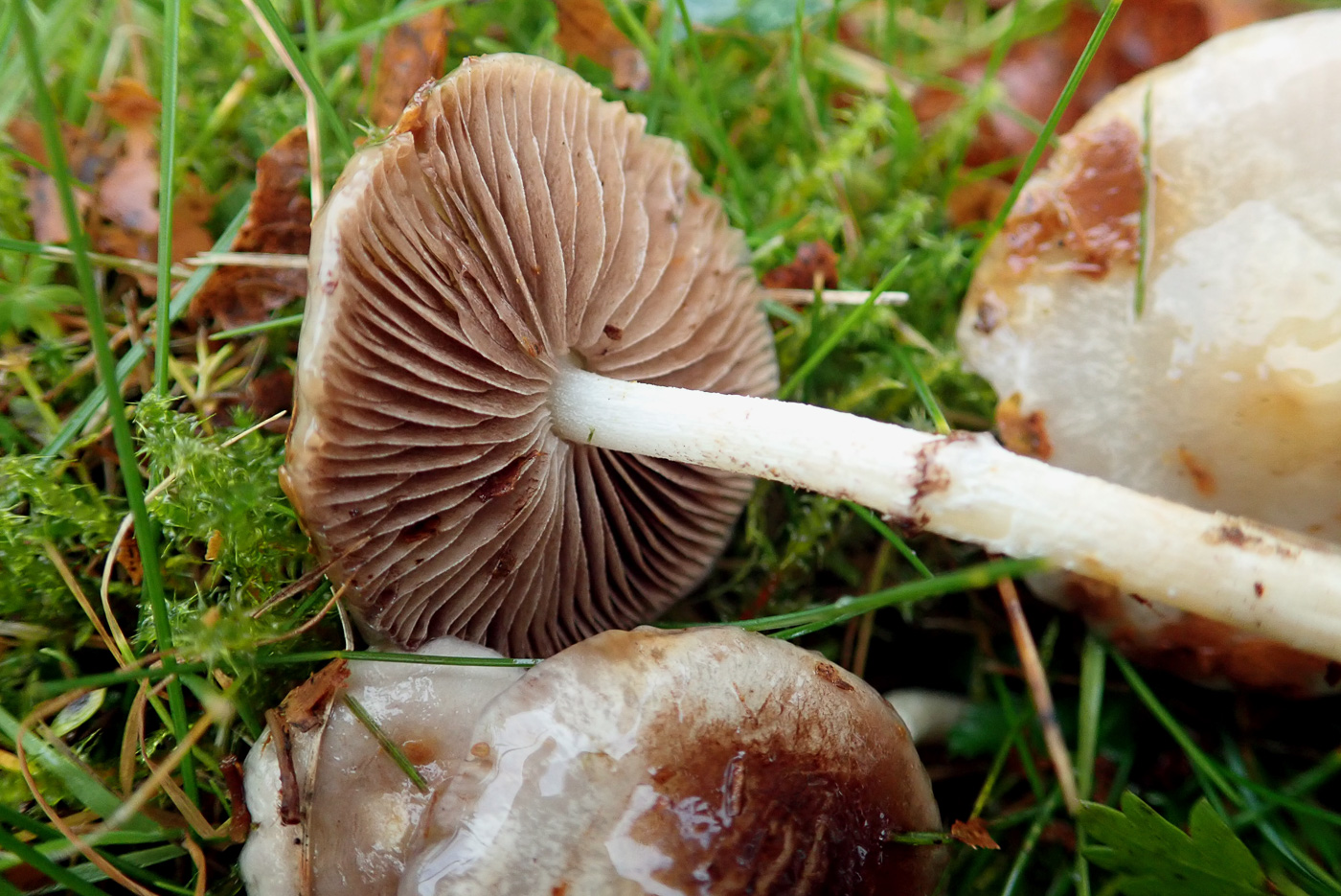 Stropharia inuncta  by Penny Cullington